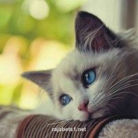 User avatar of Rohan Gupta