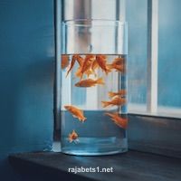 User avatar of Arjun Patel